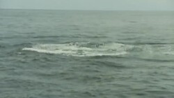 A whale repeatedly slaps its fluke against the surface of the ocean. Stock Footage