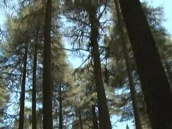 VOICED: Moroccan Barbary apes under threat News Clip