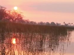 MS Shot of sky with water and tall grass in / ghanzi district, ghanzi district, botswana Stock Footage