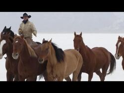 Slow motion of horses running. Stock Footage