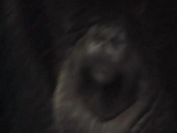 ECU, TU, Young chimpanzee (Pan troglodytes) being groomed by adult, Gombe Stream National Park, Tanzania Stock Footage