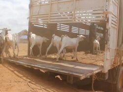 Goats loaded into truck Stock Footage