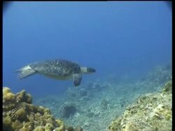 MS Green Turtle swims over reef in dappled sunlight, tracking right, side view, Layang Layang, Malaysia Stock Footage