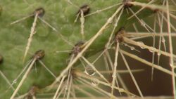 Water drips from cactus needles. Stock Footage