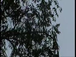 Liontail macaque, Macaca silenus, silhouetted macaques jumping from tree to tree, high speed, Western Ghats, India Stock Footage