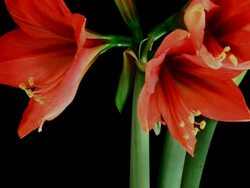 Amaryllis Blooming Stock Footage