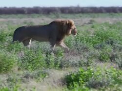 Lion at Etosha Stock Footage
