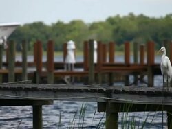 White Heron Dockside Stock Footage