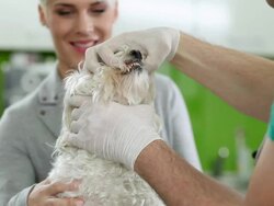 Checking Teeth Stock Footage