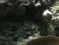 crab feeding - HD 1080/30F Stock Footage