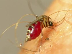 A hand swats a mosquito on skin. Stock Footage