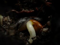 T/L Gorse (Ulex sp.) seed germination being eaten by slug, CU, United Kingdom Stock Footage