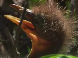 Extreme Close Up static - A cattle egret chick chirps from its nest / Florida, United States Stock Footage