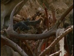 CU group of King Vultures, Sarcogyps calvus, with carcass, Bandhavgarh National Park, India Stock Footage