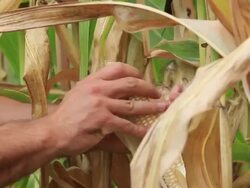 Farmer picking vegetables Stock Footage