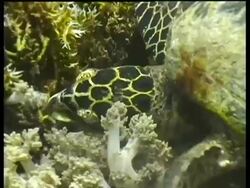 CU Hawksbill Turtle foraging on reef, pecking at coral with beak, Layang Layang, Malaysia Stock Footage