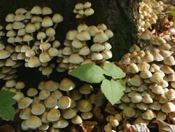 MS Group of mushrooms in woods on sunny day / Moscow region, Russia  Stock Footage
