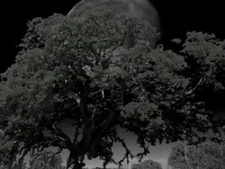 Full Moon Setting Stock Footage