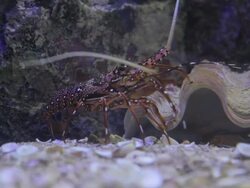 closeup of red lobster shrimp walking under water Stock Footage