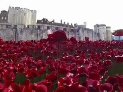 Blood Swept Lands And Seas of Red Poppy Installation Stock Footage