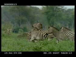 MS small group of zebra walking, play fighting as they go Stock Footage