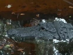 Alligator head above water in waiting Stock Footage