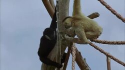 CU, New Zealand, Wellington Zoo, Two Gibbons on tree trunk Stock Footage