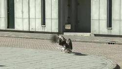 CLEAN : Eagles away! Dutch police unveil latest recruits against drones News Clip