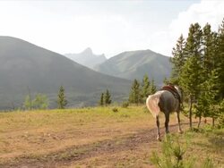 Horse stands in mountain meadow Stock Footage