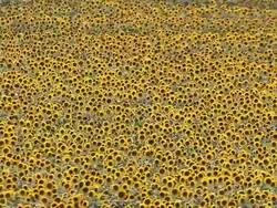MS AERIAL ZO View of sunflower field / Polokwane, North West Province, South Africa Stock Footage