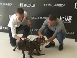 Dean & Dan Caten at the yoox.com and DSQUARED2 Canine Couture Launch To Benefit Much Love Animal Rescue at Beverly Hills CA. (Footage by WireImage Video/GettyImages) Stock Footage