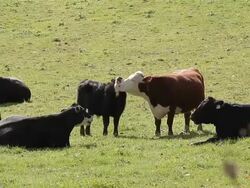 Cows grooming Stock Footage