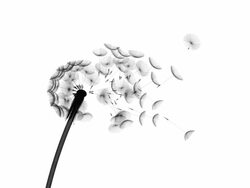 Dandelion 01 Blow White and Black Stock Footage