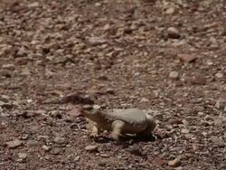 Egyptian Mastigure (Uromastyx aegyptia)- a Dinosaur-like agama, walking slowly and sunbathing in desert sun, Negev desert, Israel Stock Footage