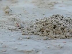 Crab in action Stock Footage