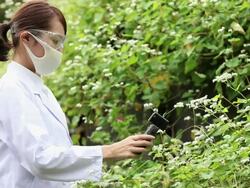 MS Woman inspecting  plants with measuring instrument / Shibuya, Tokyo, Japan  Stock Footage