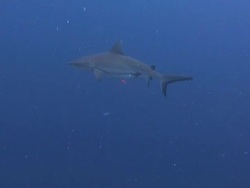 Grey Reef Sharks Stock Footage