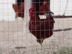 CU of a brown rooster behind the fence of a chicken coop in a barn yard Stock Footage
