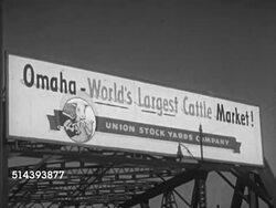 1953: OMAHA UNION STOCKYARD: VS Steam locomotive 9031 moving through cattle market w/ snow covered ground, railroad tracks, billboard, 'Omaha - World's Largest Cattle Market!' VS Livestock train passing, cattle walking through pen at stock yard. NE Instructional Video