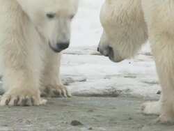 CU SLO MO Two polar bears walking on ice / Churchill, Manitoba, Canada Stock Footage