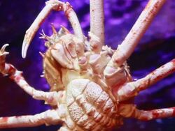 Giant spider crab Stock Footage