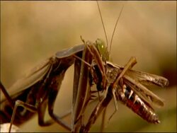 Praying mantis eating cricket, Andalusia, Southern Spain Stock Footage