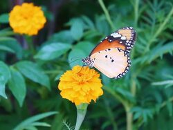 Butterfly Stock Footage