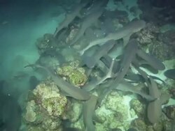 White Tip sharks night, Costa Rica, Pacific Ocean  Stock Footage