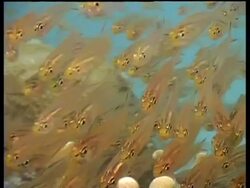 CU Glass Fish school feeding on Plankton over coral reef, zooms out to MS, Mabul, Borneo, Malaysia Stock Footage