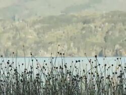 Peaceful scene of plants by a lake Stock Footage