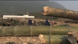 China moves to develop bamboo industry News Clip