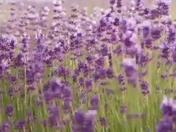 Lavender Windy Farm Stock Footage