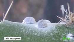 Are There Really Insects in Yogurt? Instructional Video