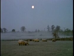 WA Sheep grazing in misty field, England, UK Stock Footage